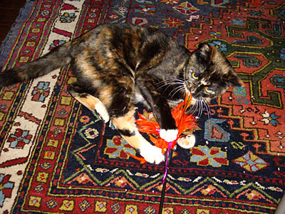 Dora plays with a feathered cat toy