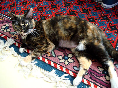 Dora chilling on a rug