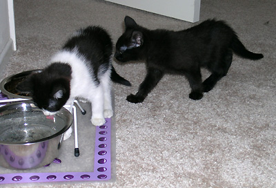 Hanna and Lucky, on their first day in their new home