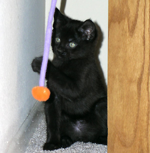 Lucky plays with a cat toy, day one