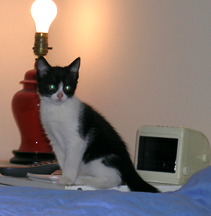 Hanna perches on my nightstand, wondering, like everyone else, when I'll get a lamp shade