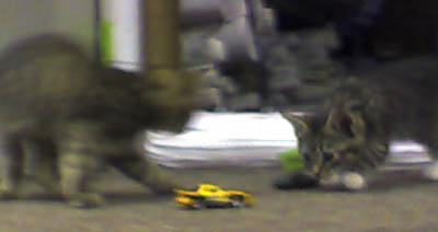 Kittens playing with toy cars