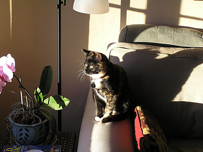 Dora sitting on the sofa in the sun