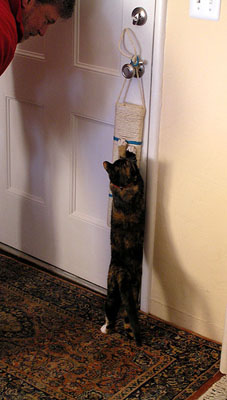 Dad watching Dora work on a scratching post